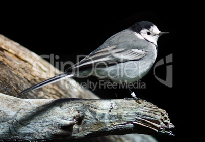 Bachstelze (Motacilla alba)