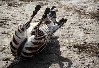 Zebra wälzt sich