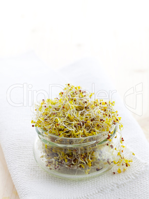 frische Brokkolisprossen / fresh broccoli sprouts