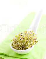 Brokkolisprossen auf Löffel / broccoli sprouts on spoon