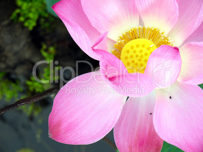 Lotus Blüte  rosa