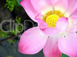 Lotus Blüte  rosa