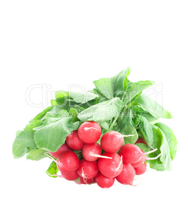 frische Radieschen / fresh radish