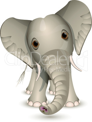 Little elephant