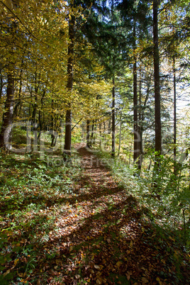 Waldweg im Herbst