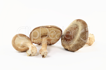 Close-up view of Organic mushrooms Shitake.