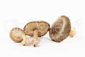 Close-up view of Organic mushrooms Shitake.