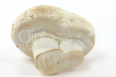 Macro picture of Organic White mushroom.