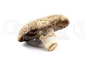 Close-up view of Organic mushroom Portobello.