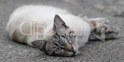 Cat lying on the pavement