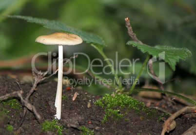 Mushroom on the ground in the forest