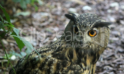 Face of an eagle owl