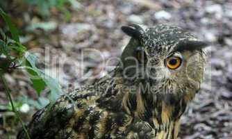 Face of an eagle owl