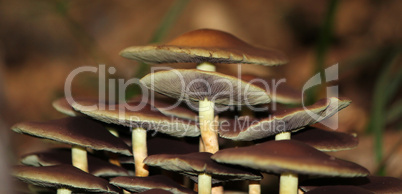 Brown mushrooms