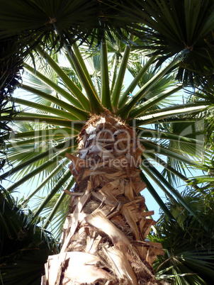 Palm tree