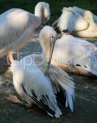 Pelicans toileting
