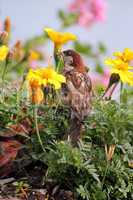 Sparrow eating