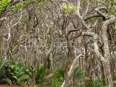 Eucalyptus forest formed by wind