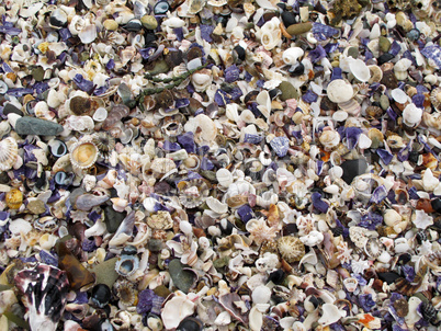 background of shells