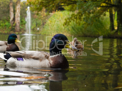 mallards, wild ducks