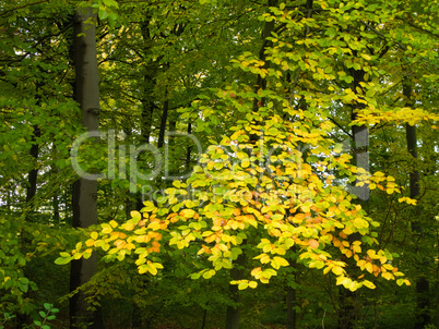 yellow beech leaves