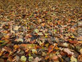 forest floor in autumn