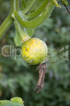 Pumpkin fruit