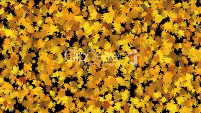 gold maple leaves dance background.life,lush,growth,seasons,