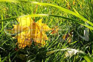 Ahornblatt im Gras