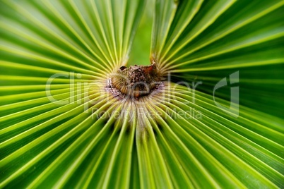 Strukturen und Linien von einem Pflanzenblatt einer Palme