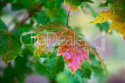 Herbstbild mit verfärbten Ahornblättern