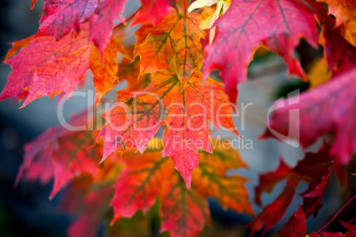 Herbstbild mit verfärbten Ahornblättern