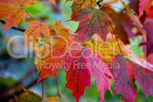 Herbstbild mit verfärbten Ahornblättern