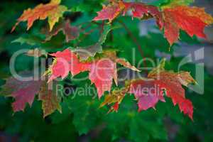 Herbstbild mit verfärbten Ahornblättern
