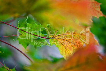 Herbstbild mit verfärbten Ahornblättern