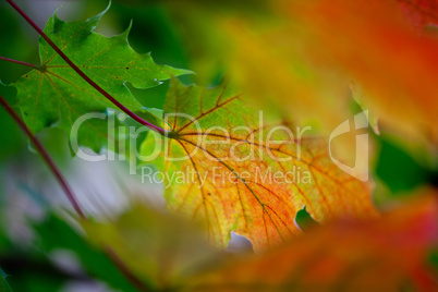 Herbstbild mit verfärbten Ahornblättern