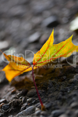 Herbstbild mit verfärbten Ahornblättern