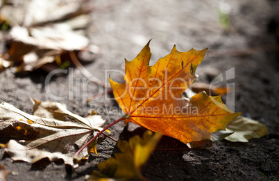 Herbstbild mit verfärbten Ahornblättern