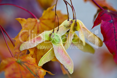 Herbstbild mit verfärbten Ahornblättern