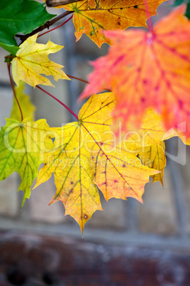 Herbstbild mit verfärbten Ahornblättern