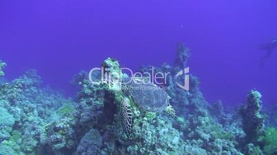 Hawksbill turtle (eretmochelys imbricata), swimming past a scuba diver