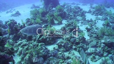 Hawksbill turtle (eretmochelys imbricata), swimming coral block then past a scuba diver