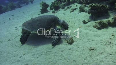 Hawksbill turtle on the sandy ocean floor