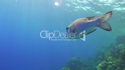 Silver tropical fish swimming out of frame to blue background