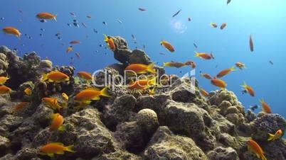 Vibrant coral reef