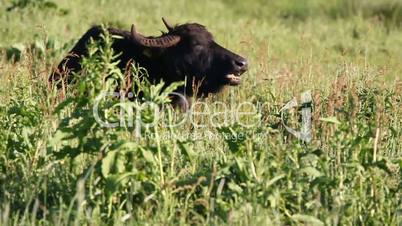 water buffalo