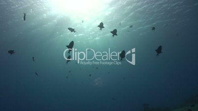 School of trigger fish silhouette