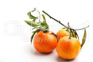 drei Mandarinen auf einem weißen Hintergrund