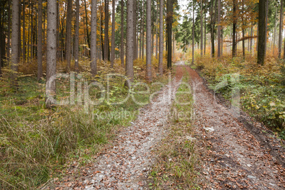 autumn forest