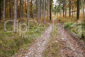 autumn forest